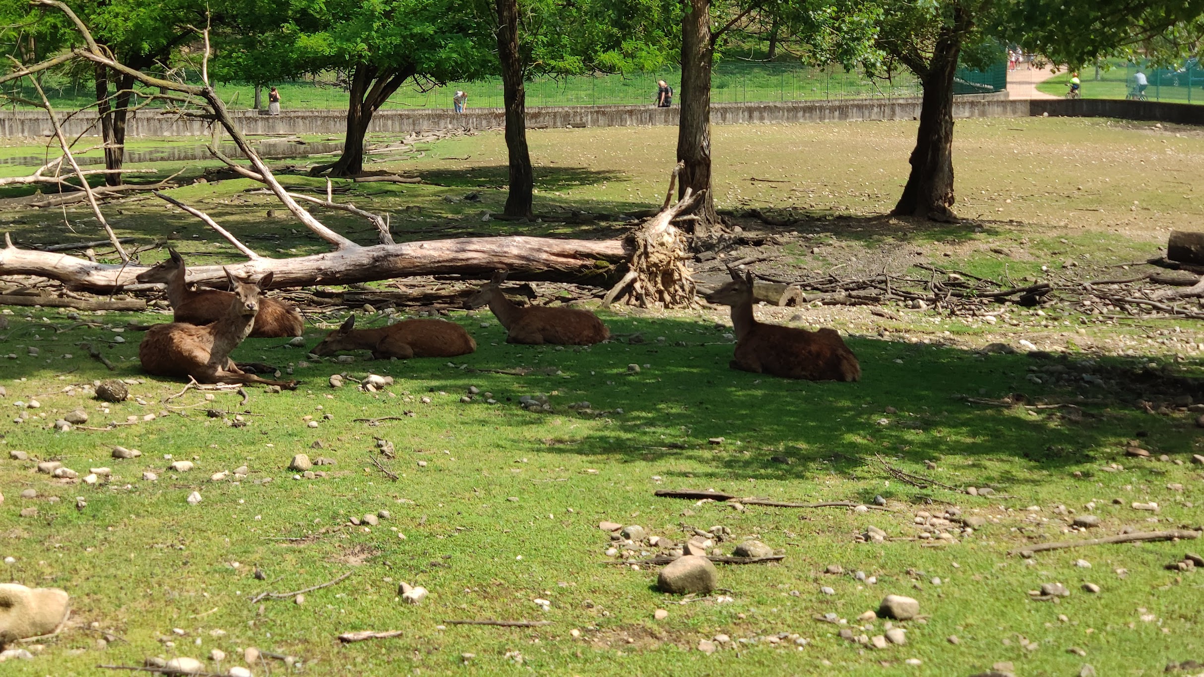 IMG_20200531_155112_1