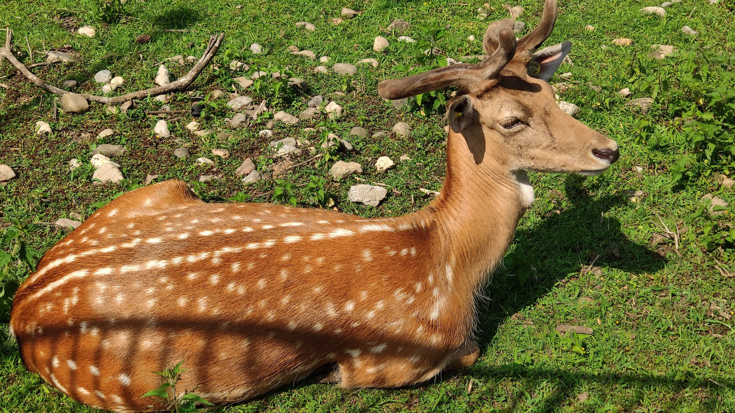 IMG_20200531_155614_1